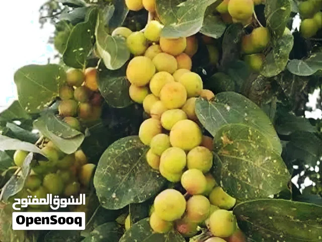 للبيع عشرة  فدان زيتون ونبق عماني في السويس