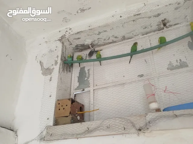 طيور الحب البادجي بدل على كنار
