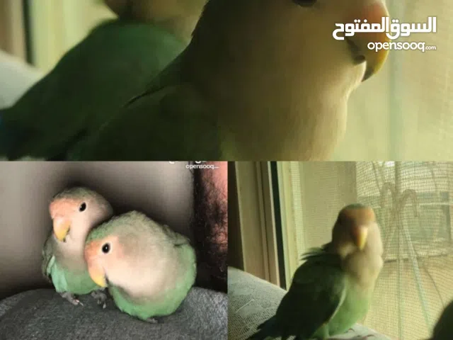 زوج روز للبيع