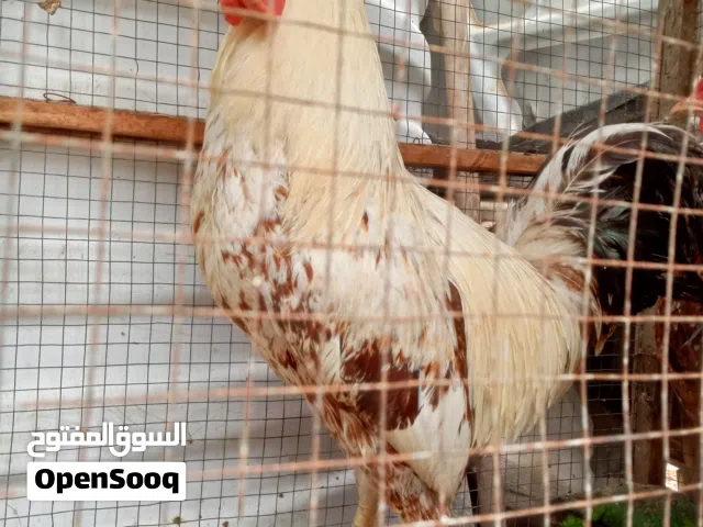 ديج عرب للبيع صحه ونشاط