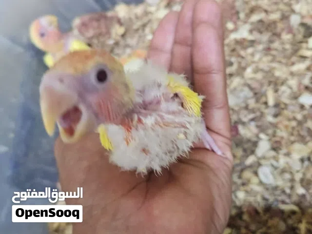فروخ روز 1