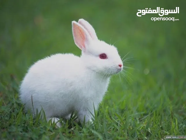 فراخ ارانب للبيع