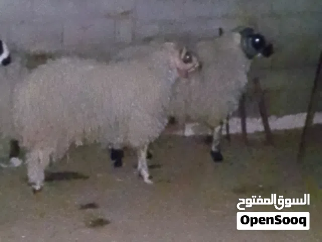 اخر طرف  خروف الله يبارك نظيف عز ضحية