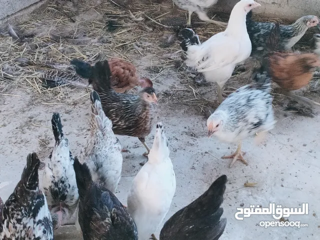 فروخ دجاج عماني وحقم تابع الوصف