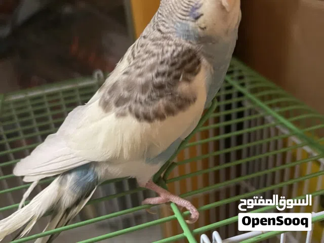 بادجي أليف للبيع