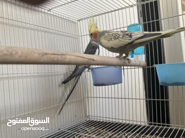 للبيع زوج كوكتيل