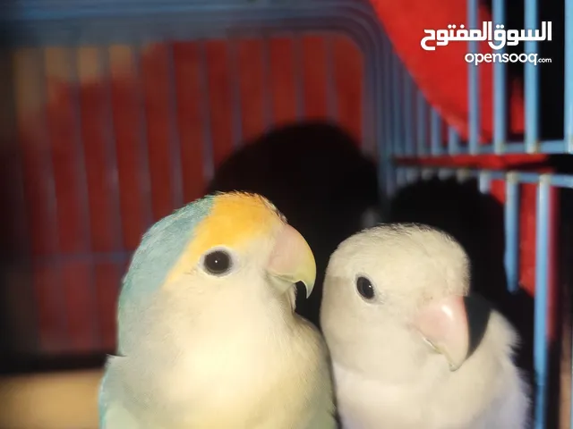 للبيع ازوج طيور الحب