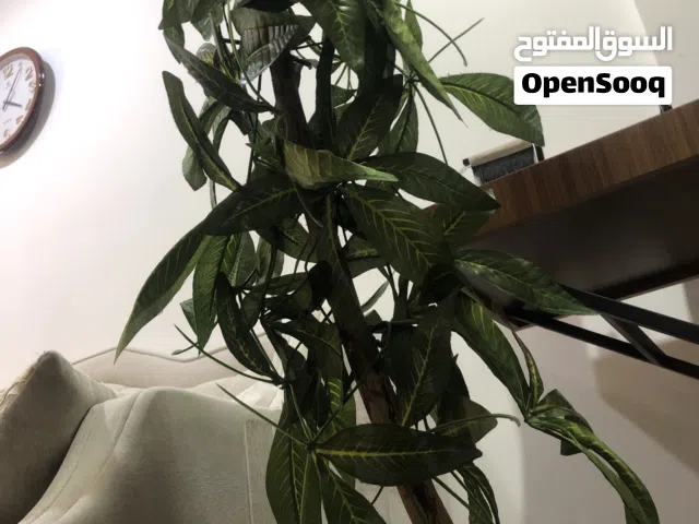 شجرة جدا جدا جميل