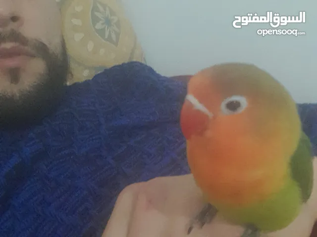 كوبل كالوبسيت حبشي