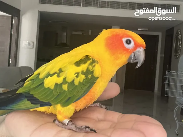 صن كنيور sun conure