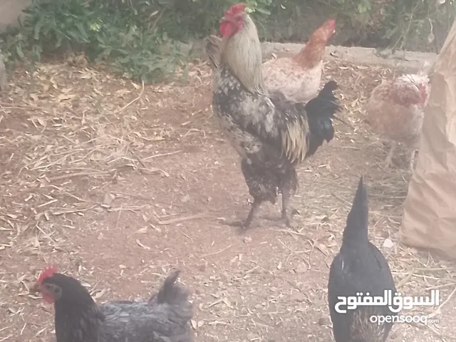 دجاج وديك للبيع