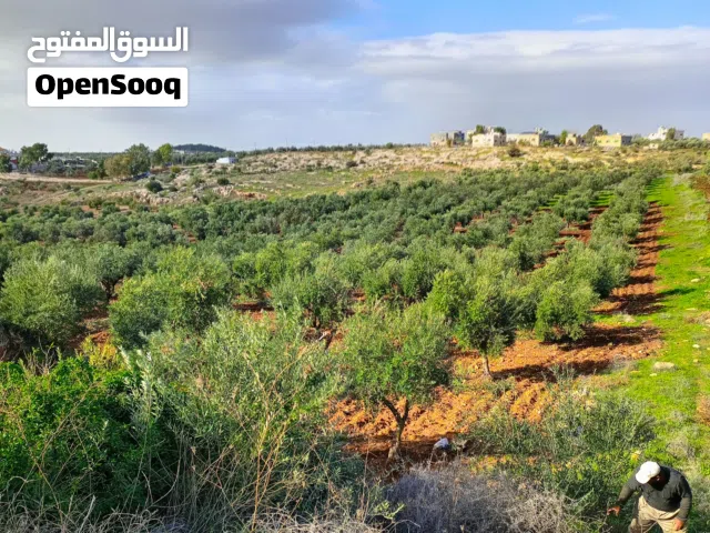 Farm Land for Sale in Irbid Hawr
