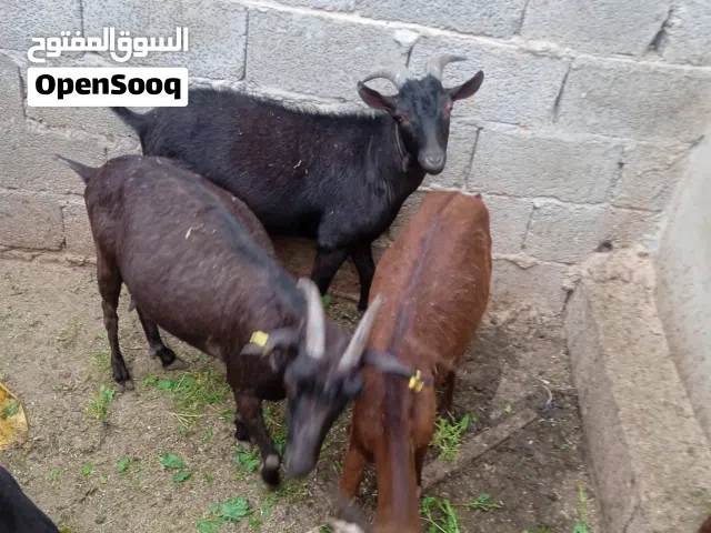 جدي ماعز مرسيانو