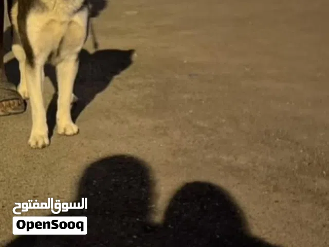 كلب هاسكي / المصنعة ابو عبالي الساحل