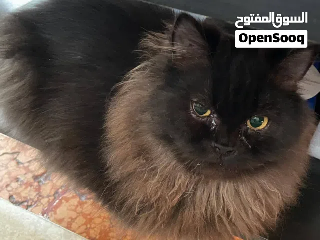 شييرازي للتبني العمر 6شهور