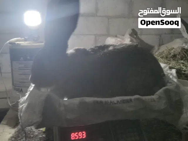ارانب اوكراني و هجين اوكراني جامبووو سوبررر