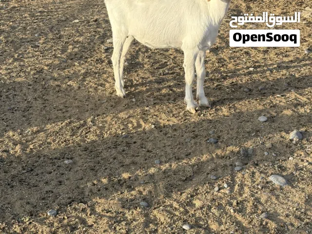 طقم تيس وسخله بورقوت