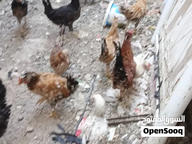 بيع دجاج كوتي افرق خط أول