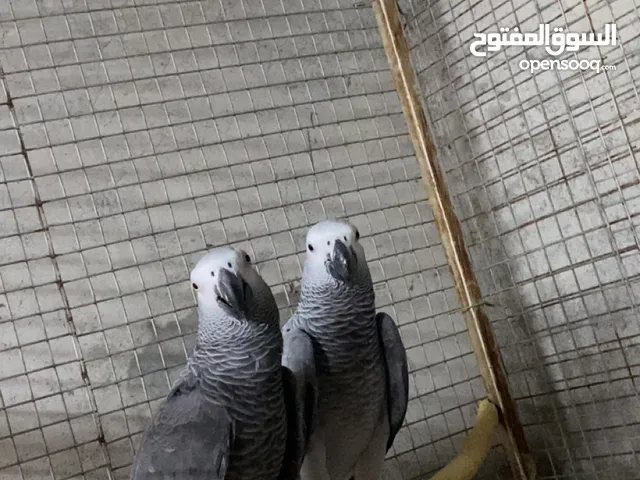للبيع زوج كاسكو منتج