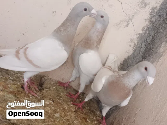طيور مميزة للبيع