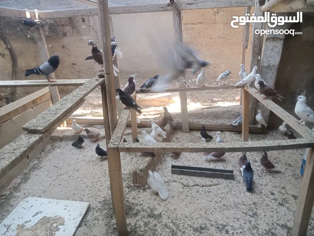 حمام بلدي نظيف شغال 100% ااااااااااااالجوز على 3.5 الله يبارك