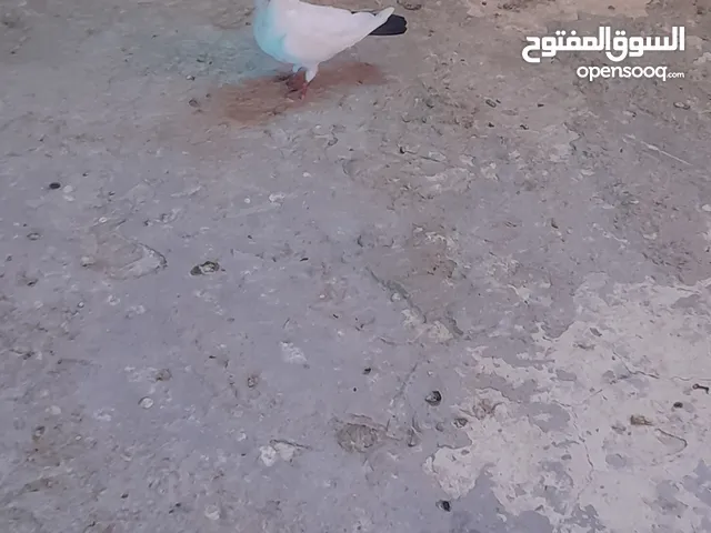 متاح ثلاث جواز شغالات ومكفولات وسعرهن كويس