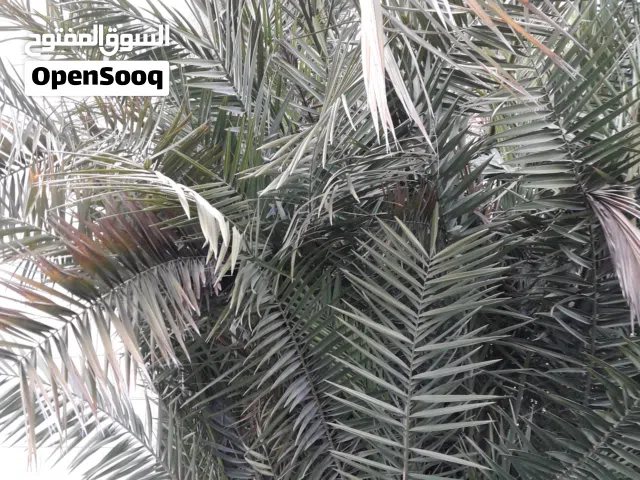 مجانا شجره نخيل مثمره تثمر قطوف كتيره بحاله ممتازه