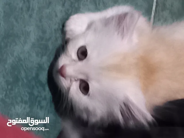 قطط للتبنى مجانا لدواعى السفر