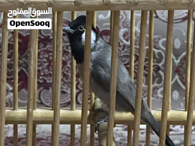 بلبل للبيع هو طير راكد وجان ياكل من الايد بس ابيع وحشي