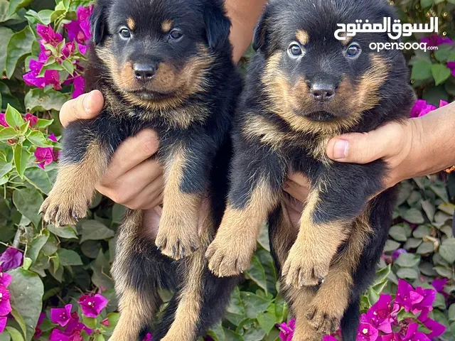 متاح جراوي روت مستوي عالي جدا عمر 40 يوم