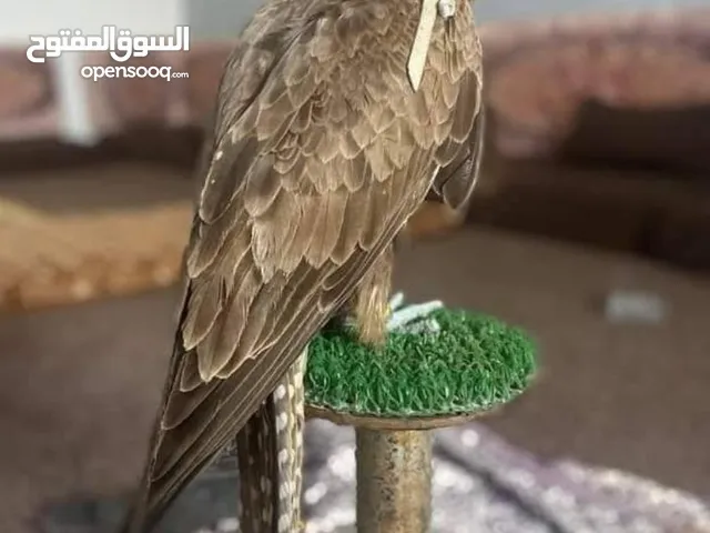 طير نادر وجميل يوجد داخل سعودية