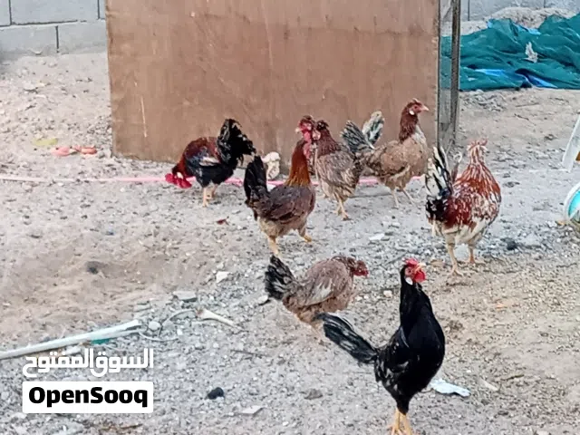 سلام عليكم  متاح دجاج كويتي لعدد 5دجاجات و3اديوجه  عنوان بصره زبير محله العرب الثالثه  سعر لتك ب30