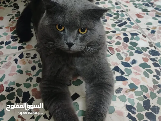 قط بريطاني للبيع