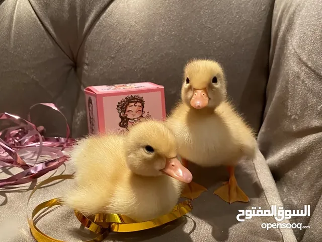 بط يتوفر بالطلب