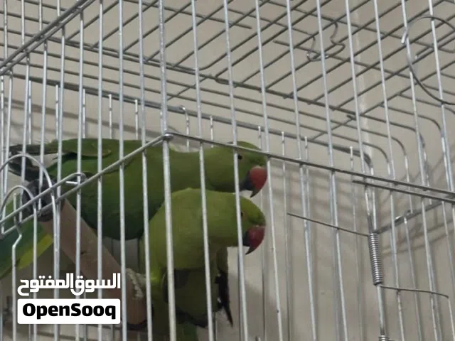 للبع ذكرين دره
