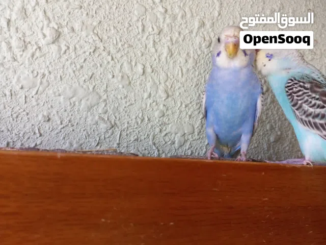 عصافير حب اقرا الوصف