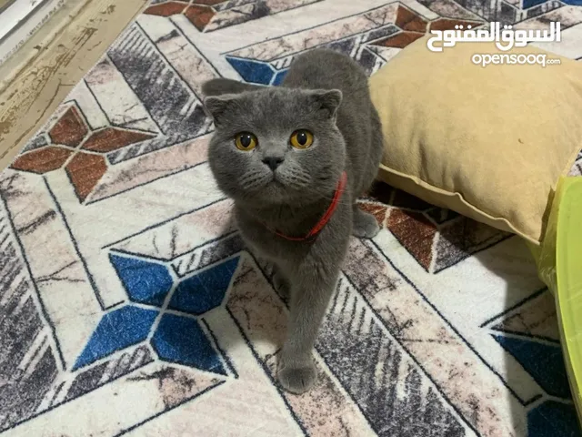 قط سكوتش فولد للبيع
