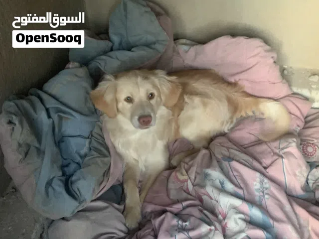كلب لولو فوكس مدرب