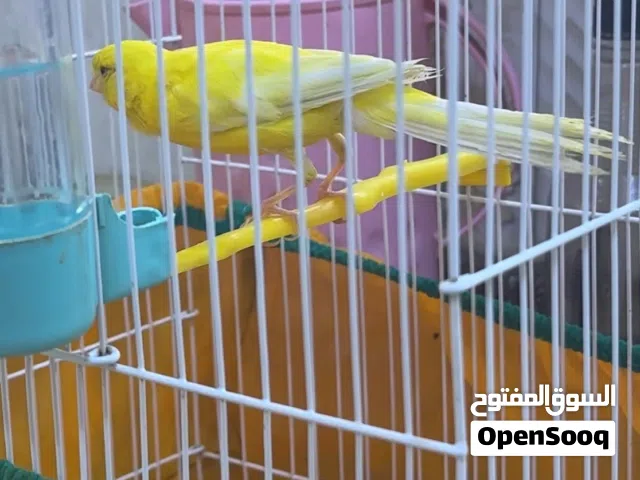 كناري سوبر فوول الفوول
