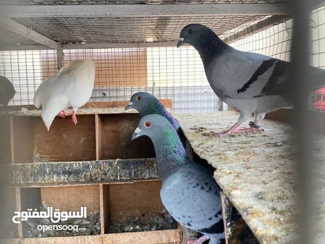 للبيع زواجل