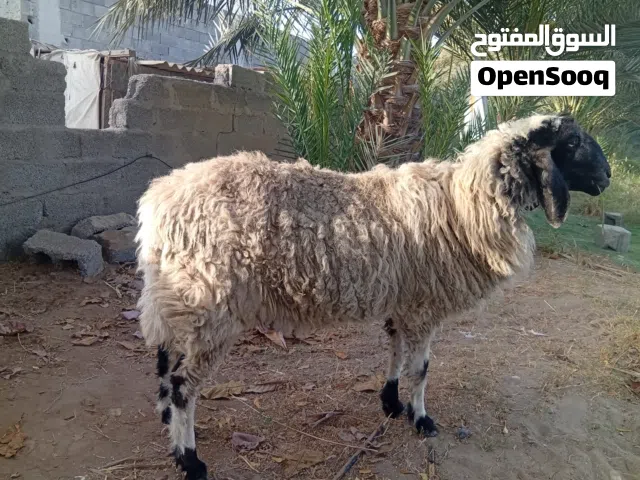 كبش هندي كشميري