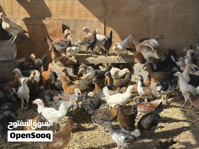 دجاج عماني للبيع