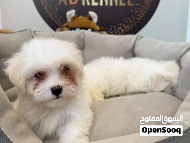 جراوي مالتيبو