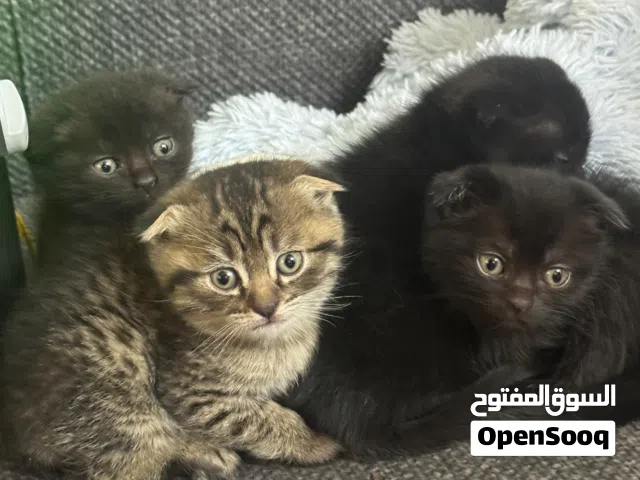 قطط سكوتش فولد صغار بعمر تلات أشهر ونص بتحب اللعب