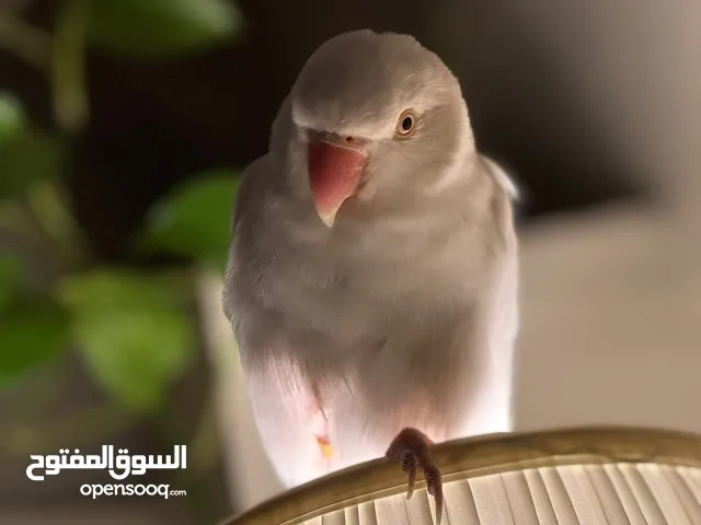 متو البينو 7 شهور عينها حمرة للبيع - ALBINO OPLAND RINGNECK 7 MONTHS
