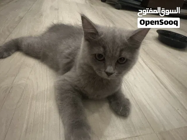 Kitten for sale
