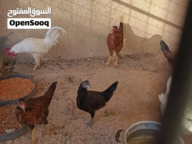 سلام عليكم دجاج للبيع 5دجاجات وديج اقره الوصف