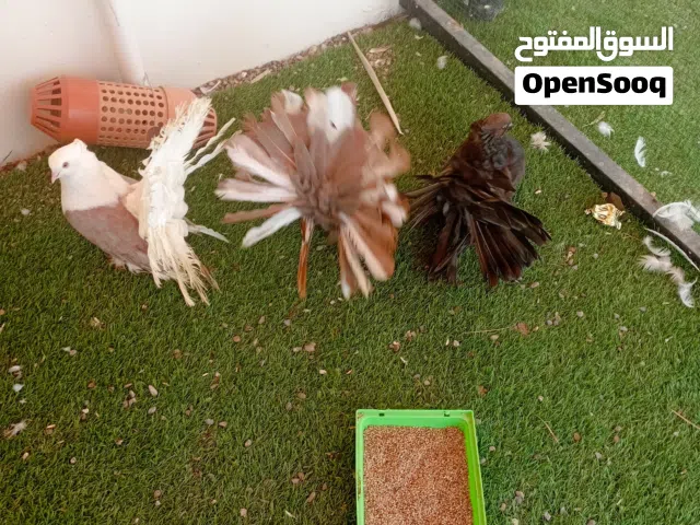 للبيع حمام شمسي حجم كبير ماشاء الله زوج مع ذكر