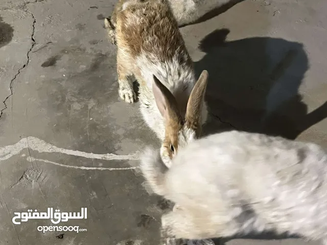 بيع ارانب سعر ااجوز على 4 دنانير