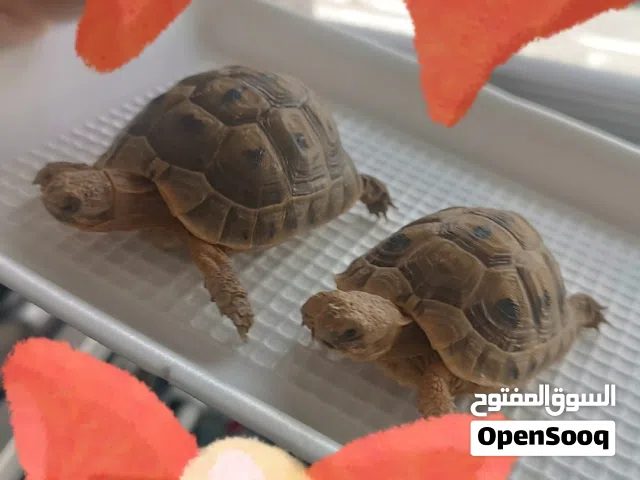 سلحفتان يونانيات منزليات دكور
